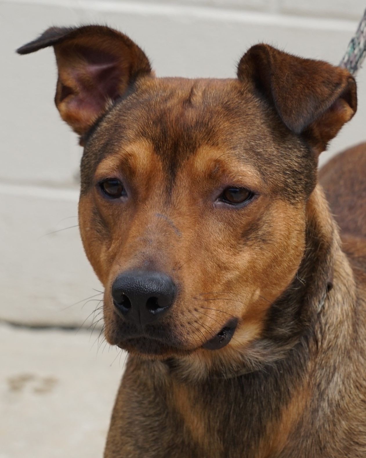 Other Photos of thie Dog