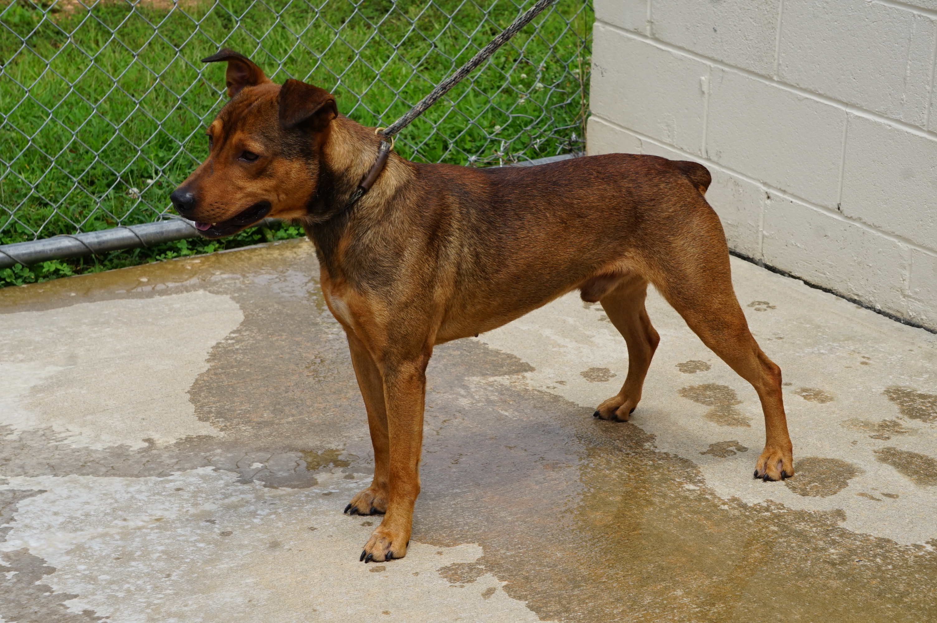 Other Photos of thie Dog