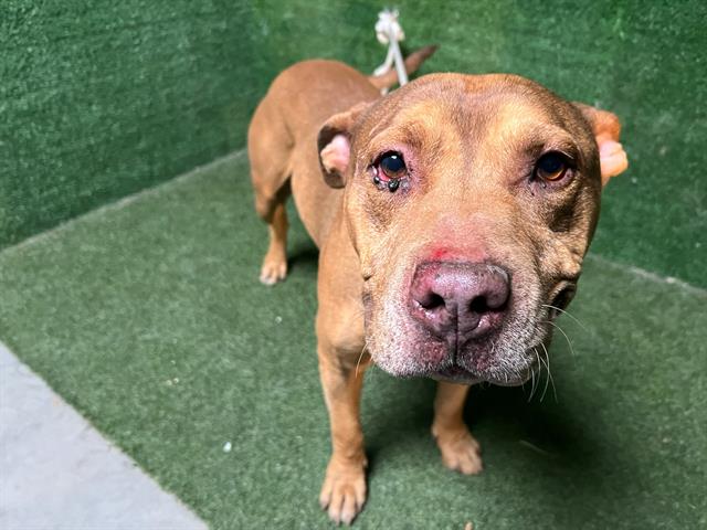 Stu, a Pit Bull Terrier, available for adoption