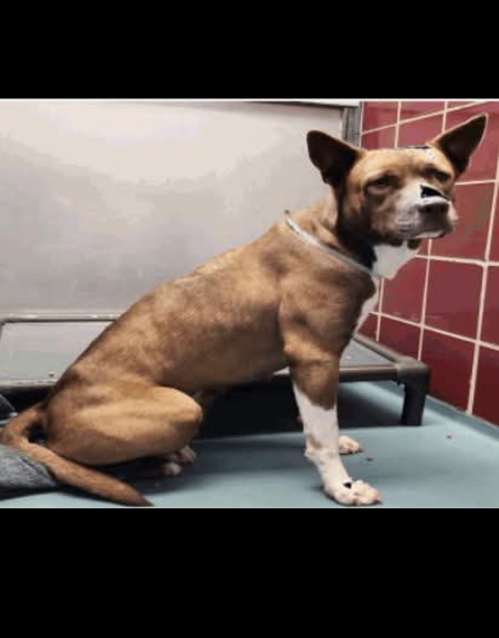 Main Photo of this Dog
