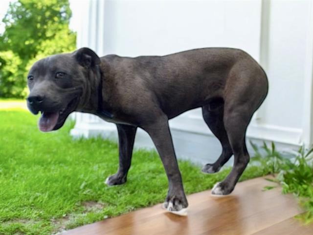 Other Photos of thie Dog