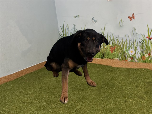 Other Photos of thie Dog