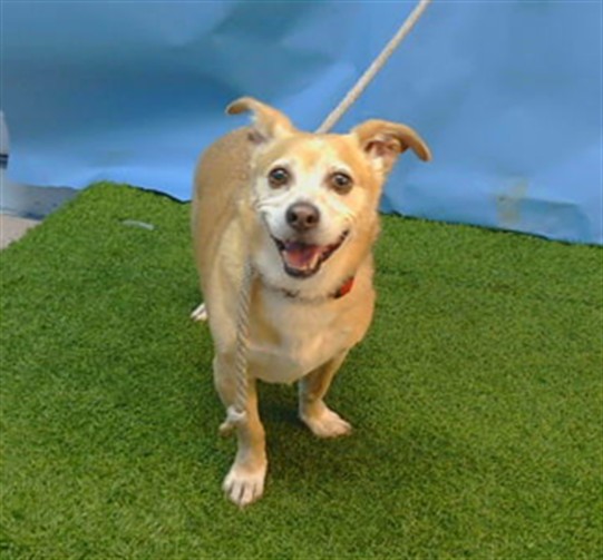 Rex, a Chihuahua, available for adoption