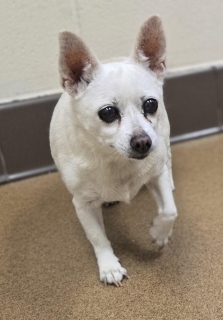 Bella, a Chihuahua (mix breed), available for adoption