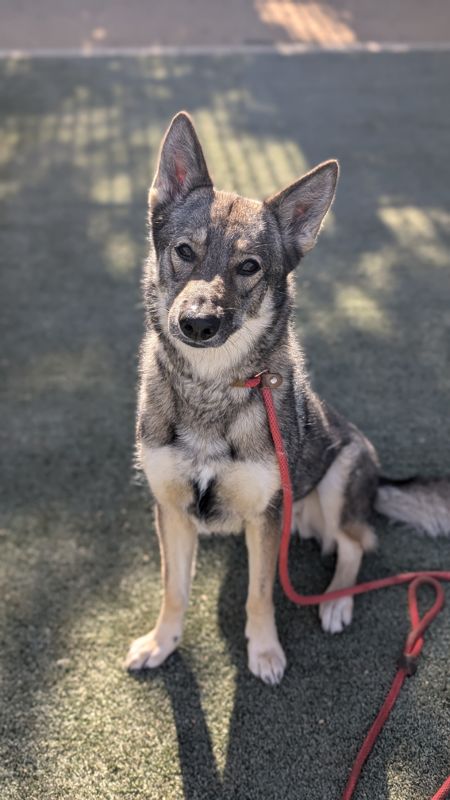 Xena, a German Shepherd (mix breed), available for adoption