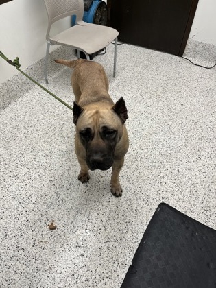 Ember6, a Terrier, available for adoption