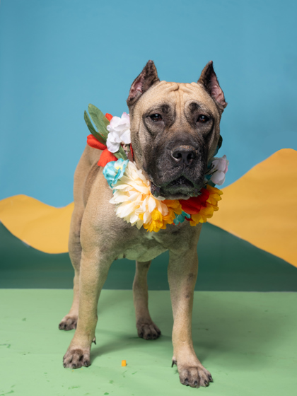 Ember, a Presa Canario, available for adoption