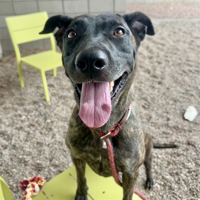 Nina, a Cane Corso Mastiff (mix breed), available for adoption