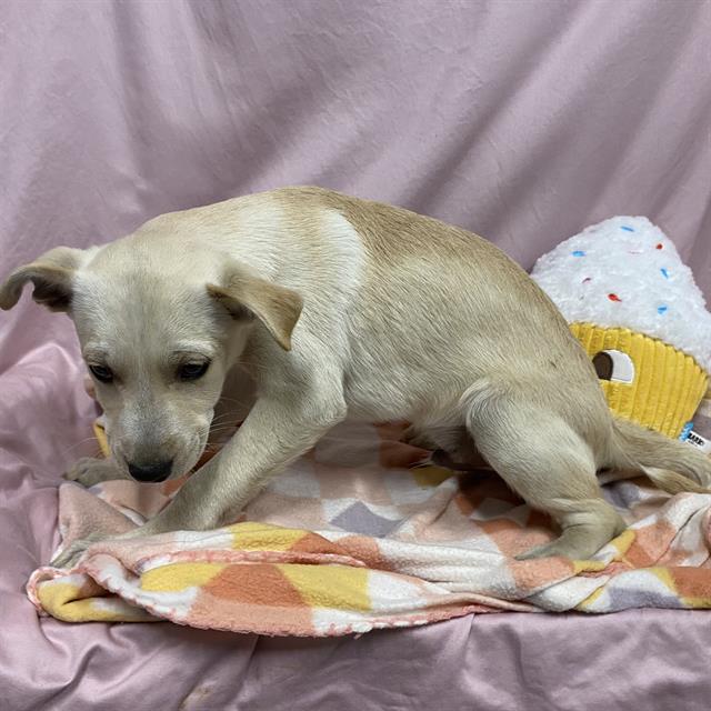 Pip, a Labrador Retriever, available for adoption