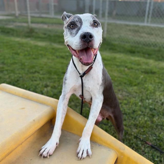 Betty, a Pit Bull Terrier, available for adoption