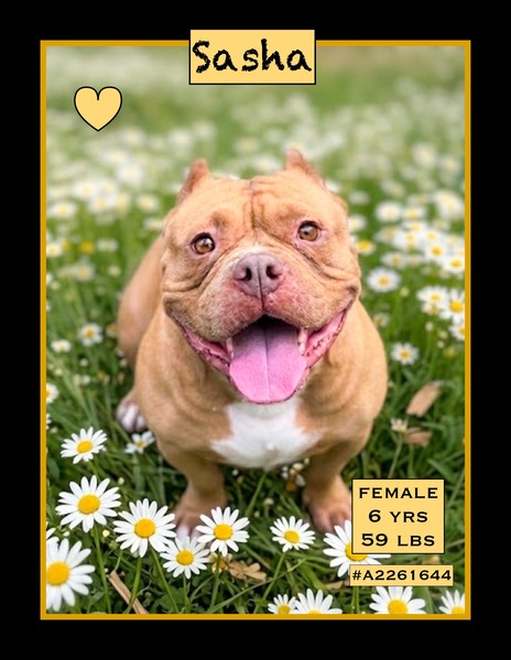 Sasha, a American Bulldog (mix breed), available for adoption