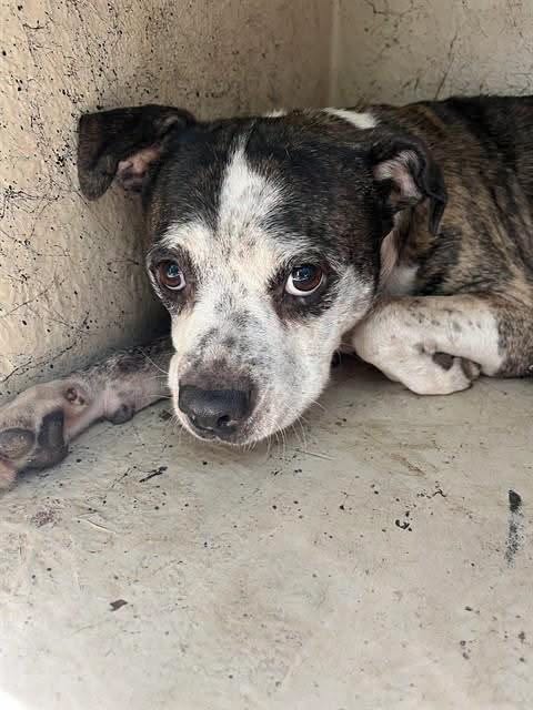 A478577, a American Staffordshire Terrier, available for adoption