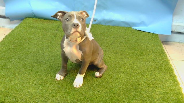A5792437, a Bullmastiff, available for adoption