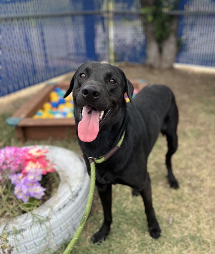 Julius, a Labrador Retriever, available for adoption