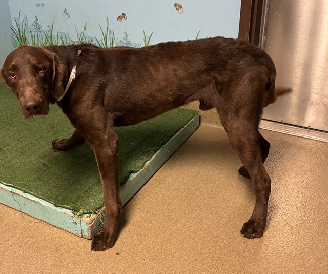 Loki, a Labrador Retriever, available for adoption