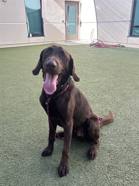 Loki, a Labrador Retriever, available for adoption