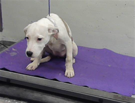 Sunday, a Staffordshire Bull Terrier (mix breed), available for adoption