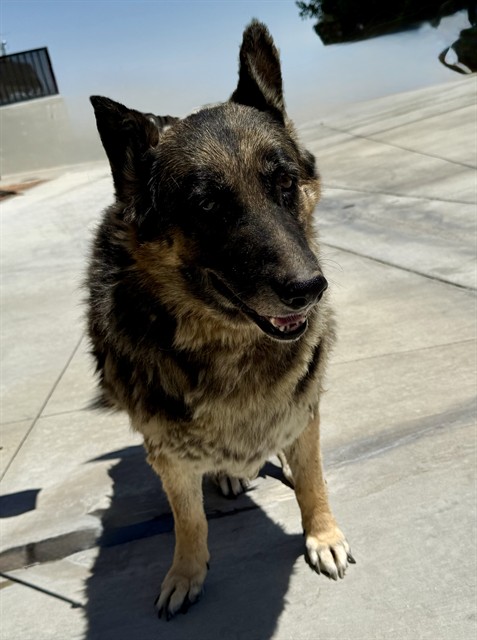 Lista, a German Shepherd, available for adoption
