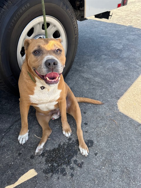 Little Gronk, a Bullmastiff, available for adoption