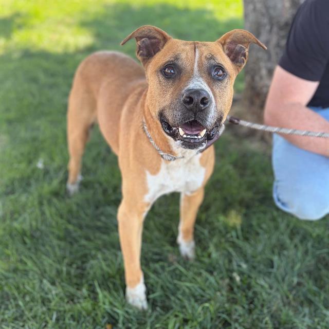 Baby Girl, a Bullmastiff, available for adoption