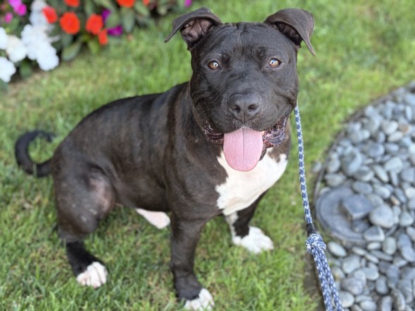 Bronco, a Pit Bull Terrier, available for adoption