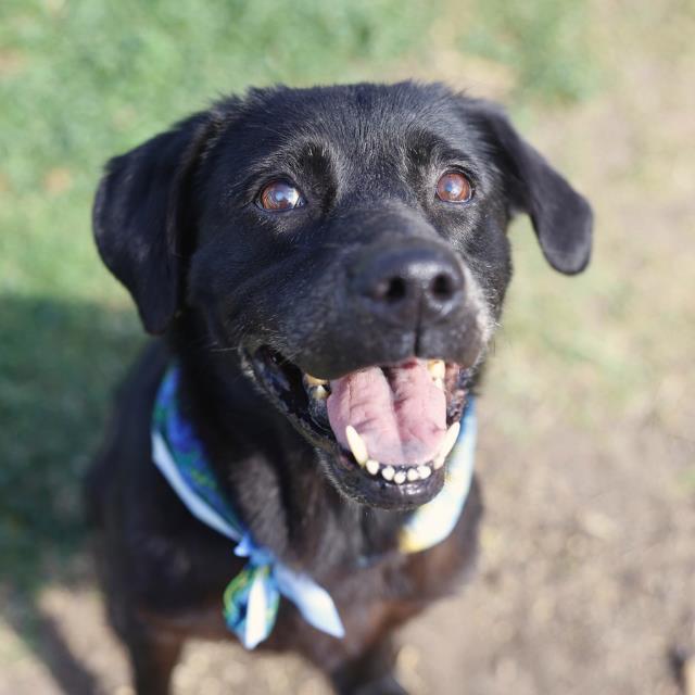 Shepherd (mix breed) available for adoption