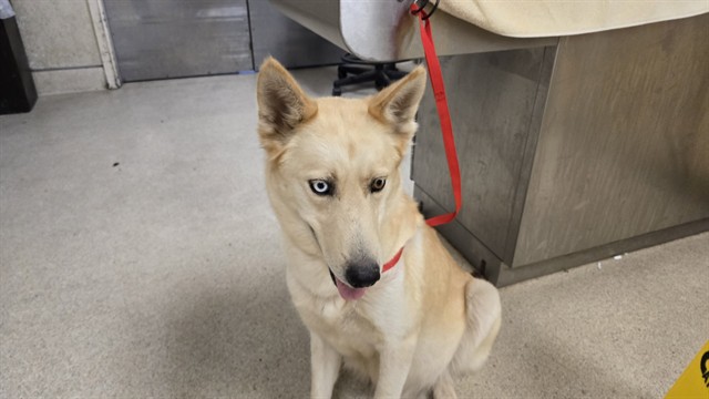 Adoptable pet photo