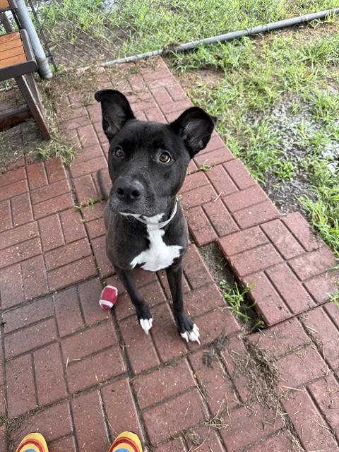 Adoptable pet photo