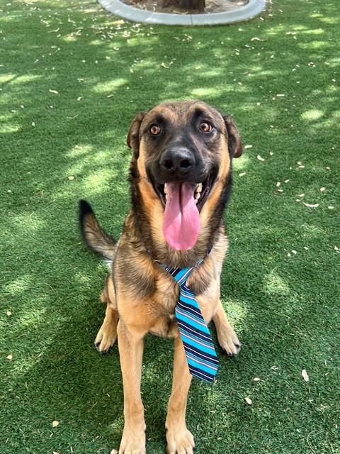 Tom, a Anatolian Shepherd, available for adoption