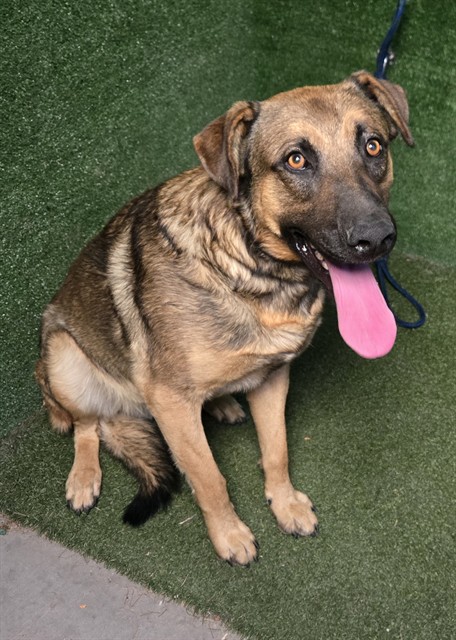 Adoptable pet photo