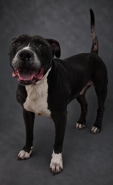 Adoptable pet photo