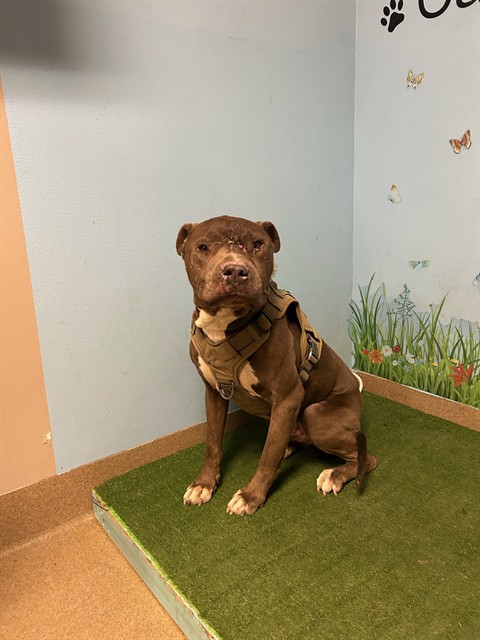 Adoptable pet photo