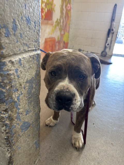 Pit Bull Terrier available for adoption
