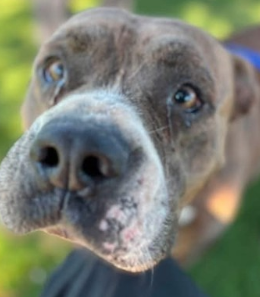 Hagrid, a Pit Bull Terrier, available for adoption
