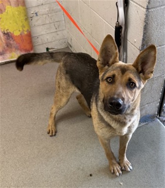 German Shepherd (mix breed) available for adoption