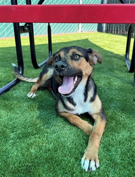 German Shepherd (mix breed) available for adoption