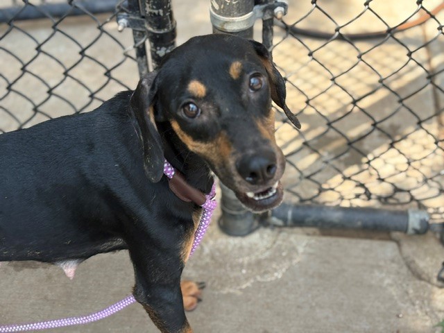 Doberman Pinscher (mix breed) available for adoption
