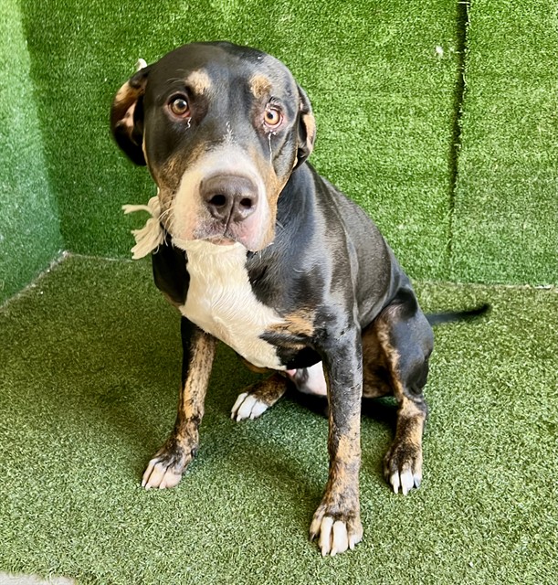 Ronald, a American Staffordshire Terrier, available for adoption