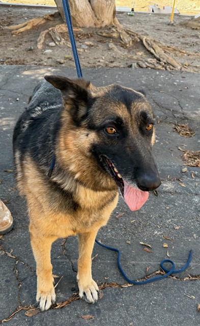 Kera, a German Shepherd, available for adoption