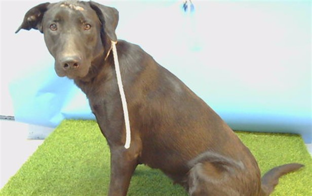 Dakota, a Labrador Retriever, available for adoption