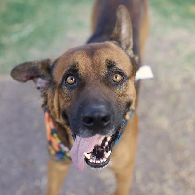 Rain, a Shepherd, available for adoption