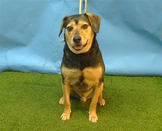 Kobe, a Beagle, available for adoption
