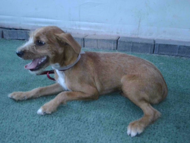 Gherkin, a Chihuahua, available for adoption