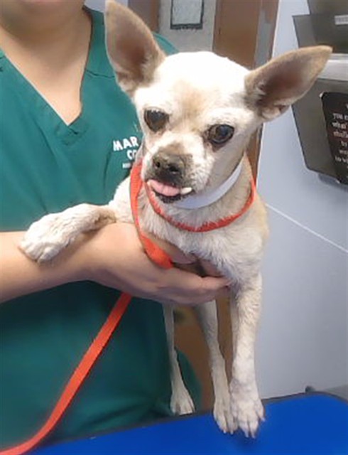 Name Unknown, a Chihuahua, available for adoption