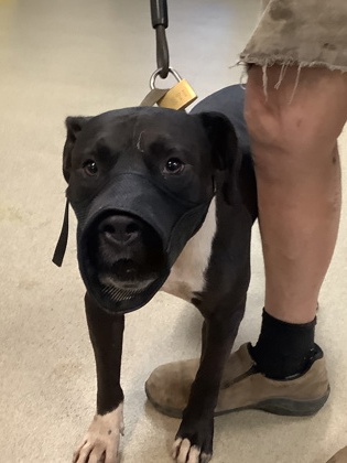 Chantal, a Pit Bull Terrier, available for adoption
