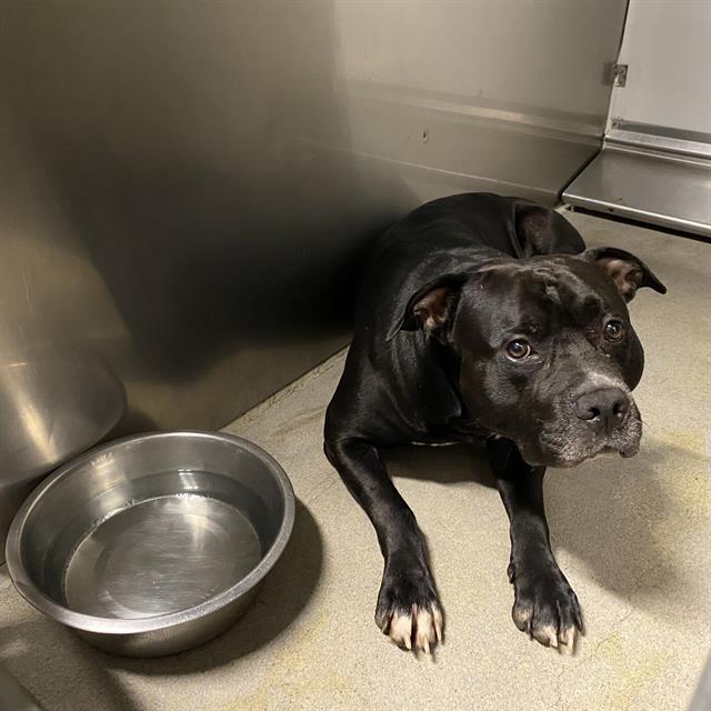 Drako, a Pit Bull Terrier, available for adoption