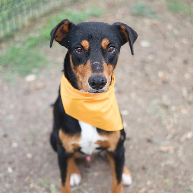 Bradley, a German Pinscher, available for adoption