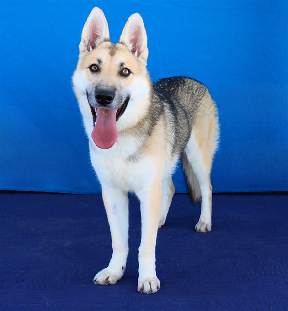 Nugget, a German Shepherd, available for adoption