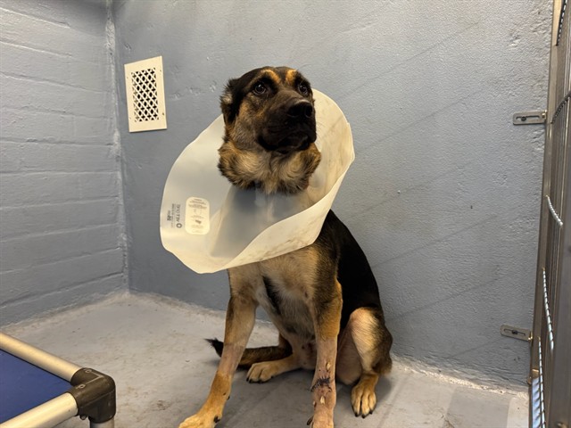 Magnolia, a German Shepherd, available for adoption