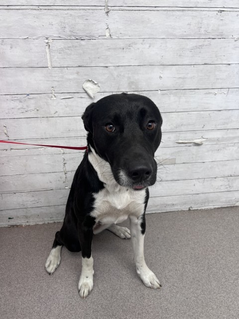 Maeve, a Labrador Retriever (mix breed), available for adoption